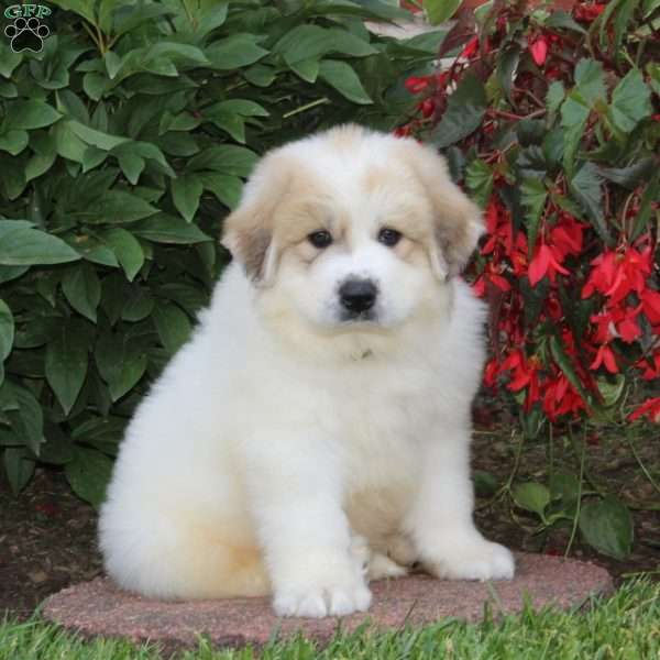 Caleb, Great Pyrenees Puppy